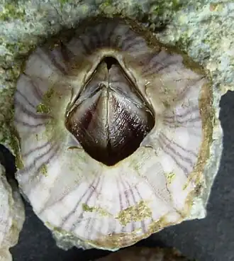 Paarsgestreepte zeepok