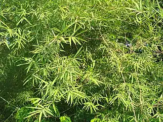 Dendrocalamus strictus