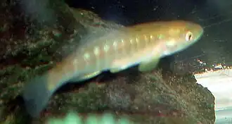Fundulus diaphanus diaphanus