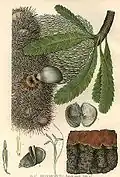 Banksia serrata door Edward Minchin (1862–1913). Gepubliceerd in 1895 in "The  Flowering Plants and Ferns of New South Wales - Part 3" door Joseph Maiden.