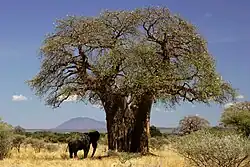 Olifant onder een baobab in Tanzania