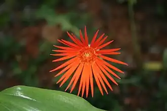 Gerbera jamesonii