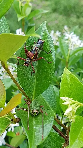 Barbitistes vicetinus