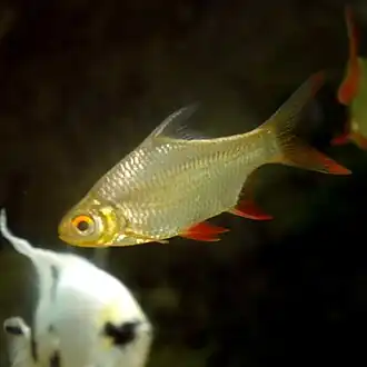 Barbonymus schwanenfeldii