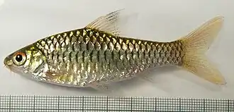 Barbus callipterus