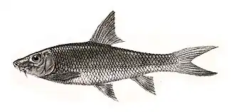 Hypselobarbus dubius
