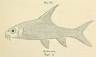 Barbus ensis