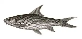 Hypselobarbus lithopidos