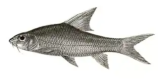 Hypselobarbus micropogon