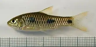 Barbus trispilos