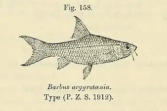 Barbus zanzibaricus