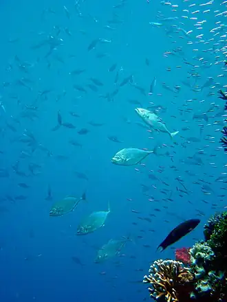 Carangoides plagiotaenia