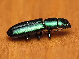 Temnoscheila virescens