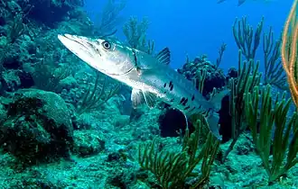 Grote barracuda