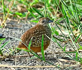 Zwartkeelvechtkwartel