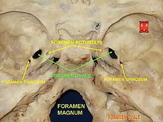 Foramen ovale