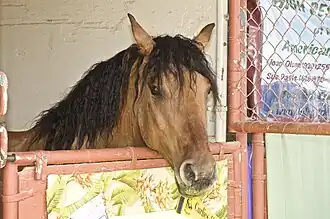 American Bashkir Curly