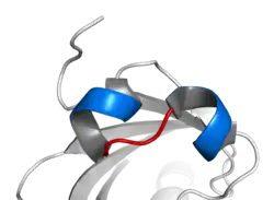 Helix-lus-helix-motief van de ARNT. Twee α-helices (blauw) zijn verbonden door een korte lus (rood).