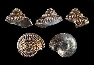 Basilissopsis charcoti