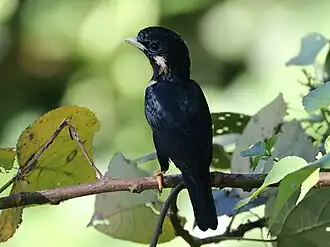 Sulawesikoningsspreeuw