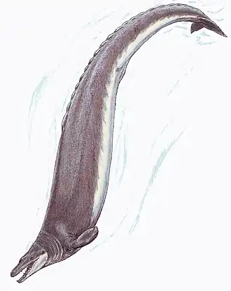Basilosaurus