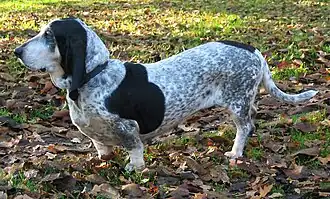 Basset bleu de Gascogne