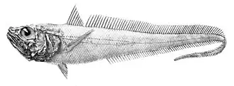 Bathygadus melanobranchus