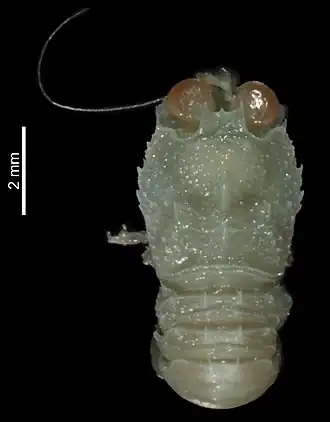 Bathymunida ocularis