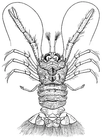 Bathymunida polae