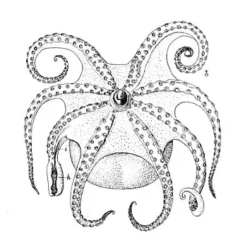 Bathypolypus arcticus