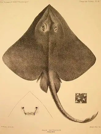 Bathyraja isotrachys