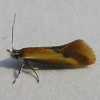 Batia lunaris