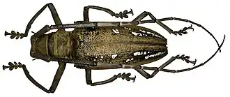 Batocera wallacei