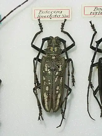 Batocera lineolata
