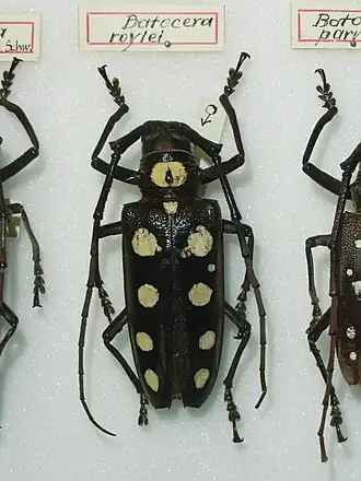 Batocera roylii