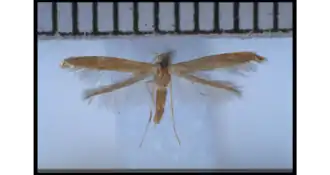 Batrachedra litterata