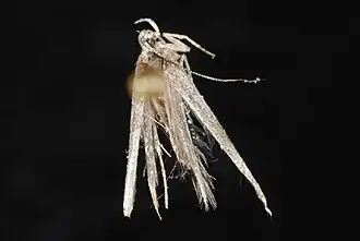 Batrachedra striolata