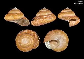 Bayerotrochus indicus