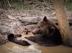 Europese bruine beer