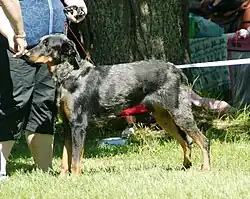 Beauceron