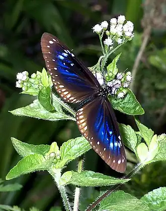 Euploea midamus