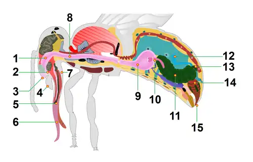 Honingbij.1 = Mondopening, 2 = Onderlip (Labrum), 3 = Bovenlip (Labium), 4 = Mandibel, 5 = Speekselklieropening, 6 = Tong, 7 = Achterkaak