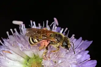 Halictus simplex