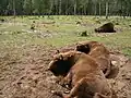 Wisenten (Bison bonasus) in het omheinde reservaat bij Kamenjoeki.