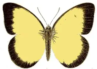 Belenois hedyle