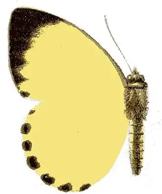 Belenois solilucis