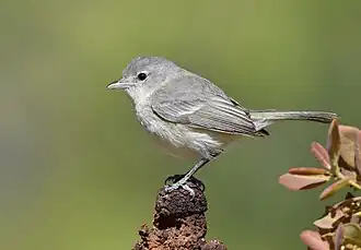 Bells vireo