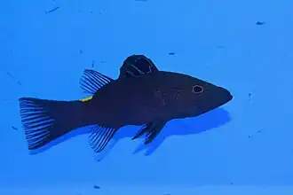 Belonoperca chabanaudi