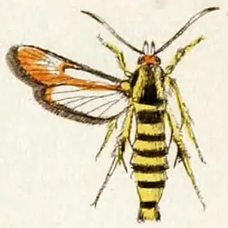 Bembecia uroceriformis