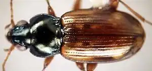 Bembidion aeneicolle